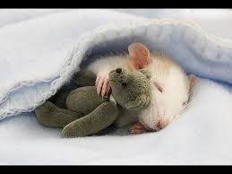 Check spelling or type a new query. Funny Hamsters A Cute And Funniest Hamster Videos Compilation New Hd Youtube