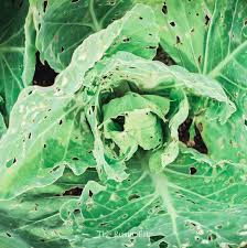 We did not find results for: 11 Natural Ways To Control Cabbage Worms The Rustic Elk