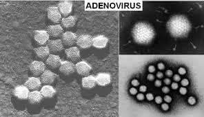Human adenoviruses are considered as some of the easiest to engineer in this way and therefore they have become very popular as vectors. Virus Poliedricos Ciencia Na Midia