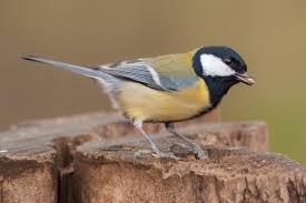 Fast alle meisenarten, wie die blaumeise oder die kohlmeise, sind höhlenbrüter und fühlen sich in nistkästen besonders wohl. Kohlmeise Alle Infos Im Steckbrief Herz Fuer Tiere De