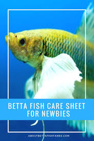 Betta Fish Care Sheet For Newbies About Betta Fish Tanks Betta Fish Betta Fish Care Fish Care
