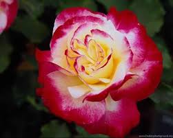 Flowers wallpapers hd sort wallpapers by: Beautiful Rose Flowers Images And Wallpapers Download Beautiful Rose Flower Images Download 1280x1024 Wallpaper Teahub Io