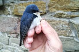 Rarity Finders Siberian Blue Robin On North Ronaldsay Birdguides