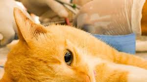 Typisches revierverhalten wie harnmarkieren, rangeleien mit anderen katzen oder herumstreunen gehört damit der vergangenheit an. Kastration Beim Kater Tiergesund De