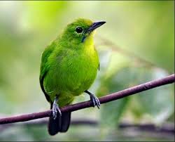 Pancingan cucak ijo hiper, full jamtrok gacor on fire di area lomba♬ kurakura lari download mp3. 12 Best Burung Cucak Ijo Ideas Bird Animals Parrot