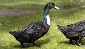 نتیجه جستجوی لغت [canard] در گوگل