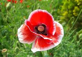Look At The Birds Of The Air And The Flowers Of The Field National Flower Of Poland Corn Poppy Flower Pictures Poppy Flower Poppies