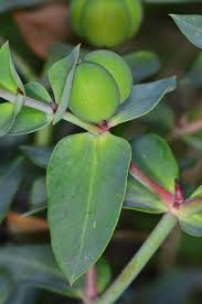 Image result for Euphorbia eranthes