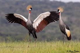 Image result for Oenanthe mildbraedii