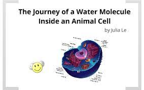 Seismic waves from quakes detected by nasa's robotic insight lander have helped scientists. Story Of A Journey Through An Animal Cell By Julia Le On Prezi Next