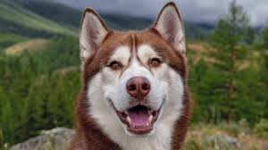 Red Husky Everything You Should Know About The Red Siberian Husky All Things Dogs