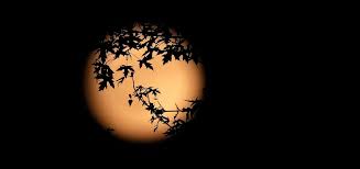 strawberry moon 2026 Picture