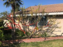 Our free tree trimming service is now open! March 14 2021 Virtual Meeting Tree Trimming Southern California Plumeria Society