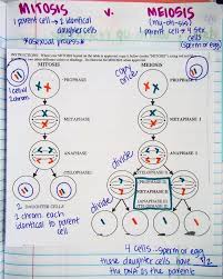 Why do chromosomes duplicate during cell division? Mitosis Vs Meiosis Chart Answer Key