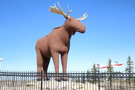 But also she have not lived in sweden in her entire life (just few short visits), and she doesn't know swedish language. Moose War Generated 7 4m In Media Attention For Moose Jaw Moosejawtoday Com