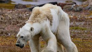 Día mundial de las playas. Documentan Oso Polar Que Sufre Por El Cambio Climatico National Geographic En Espanol