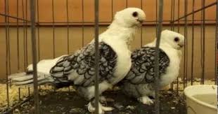 show pigeons youtube pigeon breeds pigeon beautiful birds