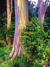 Rainbow Eucalyptus Trees on Maui Photograph by Bob Lentz - Fine Art America