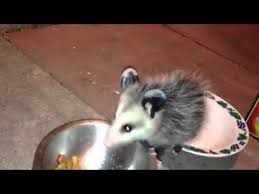 I have been dealing with both raccoons and possums that share the food i give to my ferals. Baby Possum Eats Cat Food Youtube