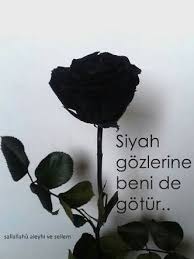 Siyah Gul Tumblr Guller Siyah Guller Cicek