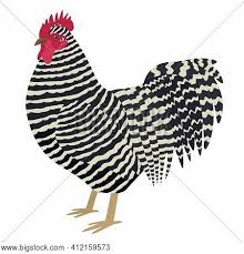 The plumage of the roosters is dark red hackles on neck and rump ;the legs are b right yellow, slightly feathered. Plymouth Rock Rooster Vector Photo Free Trial Bigstock