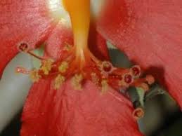 Image result for Kosteletzkya grantii