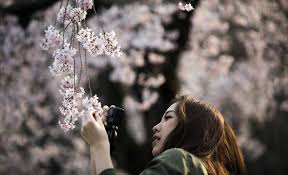 Bunga sakura dikenal sebagai salah satu simbol negara jepang. Bunga Sakura Diprediksi Mekar Lebih Awal Di Jepang Tahun Ini