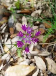 Image result for Vepris drummondii