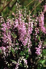 نتیجه جستجوی لغت [heather] در گوگل