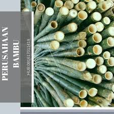  Bambu Besar Bambu Buluh Bambu Cina Kecil Bambu Ukuran Besar