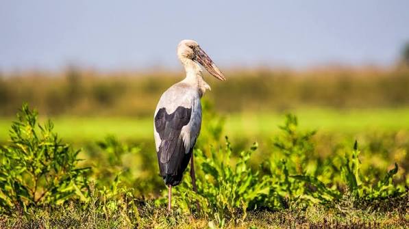 Dehing Patkai National Park (Jeypore Rainforest)