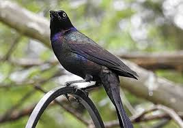 How to get rid of grackles and starlings at bird feeders? Pin On Birdseed Binoculars
