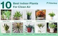 10 Best Air Purifying Plants