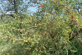 Image result for Ximenia afra