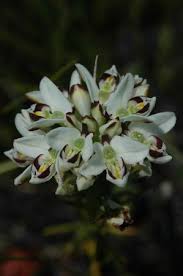 Image result for Disa aconitoides