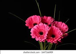 You can explore in this category and download free flower background photos. 2362 Free Flower Stock Photos Cc0 Images