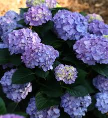 This flowering shrub blooms every summer on both old and new growth, regardless of the severity of the preceding winter. Let S Dance Starlight Bigleaf Hydrangea Hydrangea Macrophylla Proven Winners