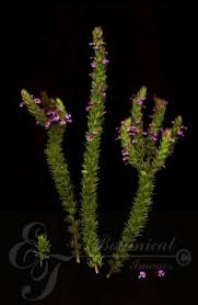 Image result for Muraltia