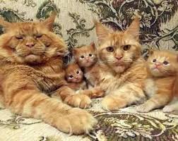 5 Reasons A Mother Cat Might Abandon Or Reject Her Young Cattime Cute Cats Animals Cats