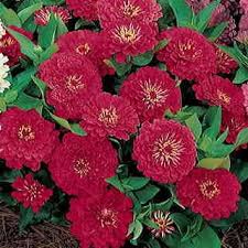A nice blend of colors from the dreamland hybrid series. Zinnia F1 Dreamland Rose Seeds Available Seedsnpots Com
