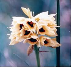 Image result for Commicarpus pedunculosus