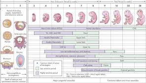 fetal development by week chart best picture of chart