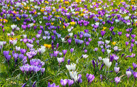 Krokusse blühen schon sehr früh im jahr und machen. Krokus Crocus Gartenzauber