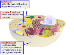 Maybe you would like to learn more about one of these? Cells Cell Organelles Doing Life S Work Ppt Download