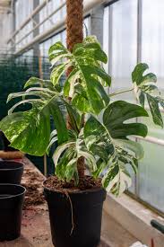 Image result for Monstera