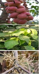 Image result for Alchornea cordifolia