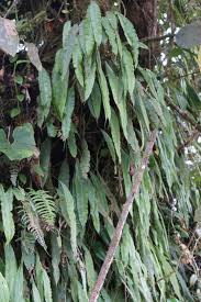 Image result for Oleandra