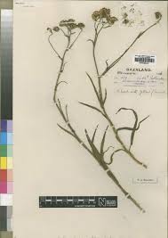 Image result for Senecio propior