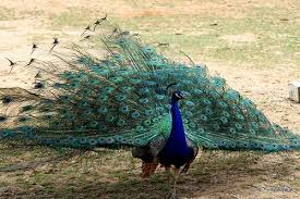 Peacock Lowers His Display Noahs Ark Animals Animal Sanctuary Locust Grove Georgia