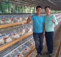 Système de cage à poules pondeuses en fil métallique d ...
